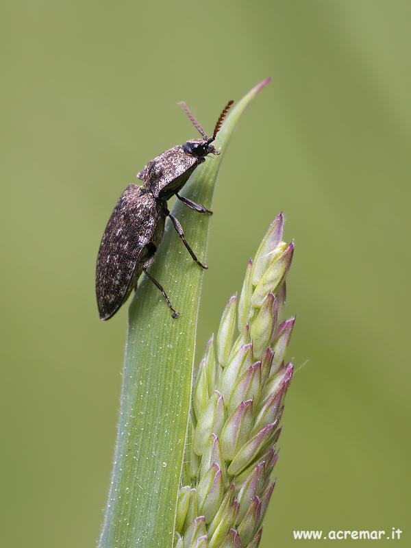 Agrypnus murinus ligure